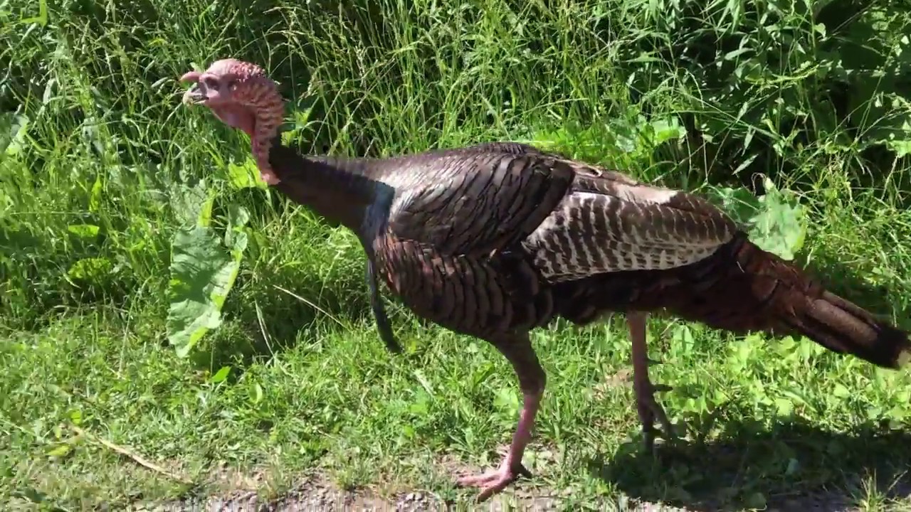 Racoon Vs Turkey! Fight to the death!