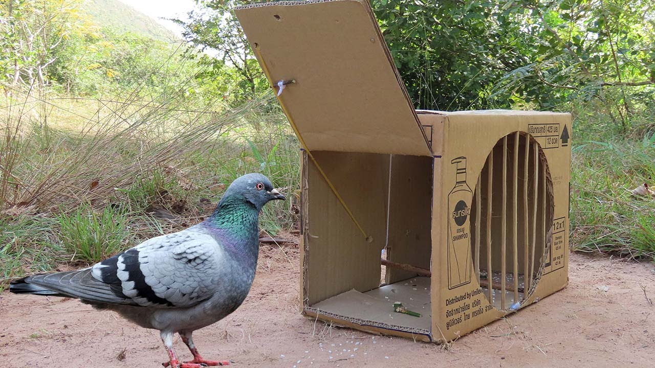 Easy Quick Pigeon Trap Using Paper Box And Woods - Installing Bird Trap