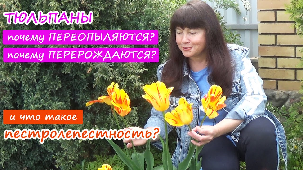 Могут ли тюльпаны ПЕРЕОПЫЛЯТЬСЯ? Почему тюльпаны меняют цвет? Что такое ПЕСТРОЛЕПЕСТНОСТЬ тюльпанов?