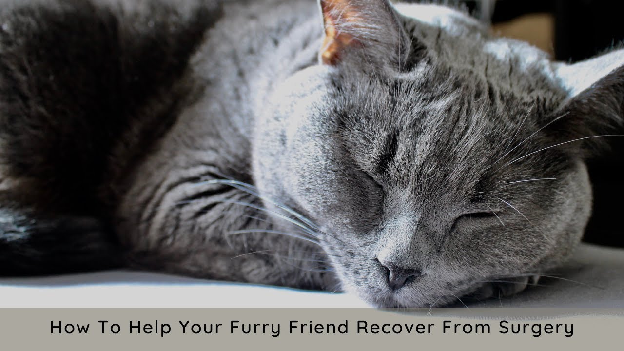 What Do I Need To Do About My Cat's Surgical Procedure?