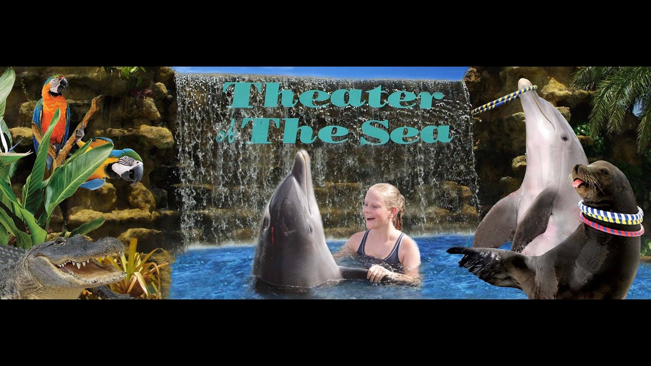 Theatre of the Sea - Dolphin Show | Aquarium Key West | Florida Keys | USA #dolphinshow #floridakeys