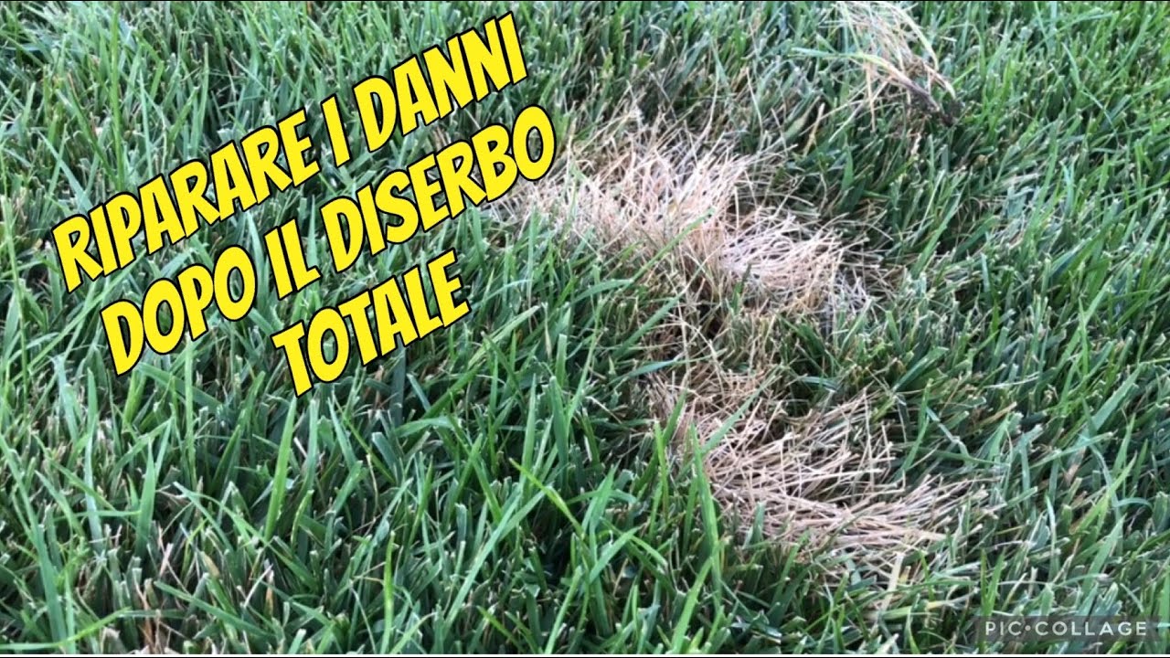 Come ripristinare il prato dopo il diserbo della gramigna