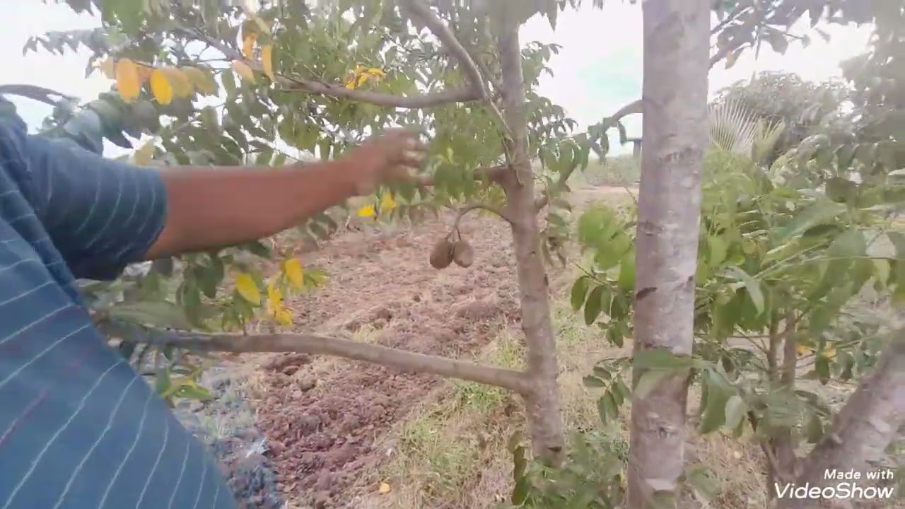  Nosso pomar na beira da estrada 