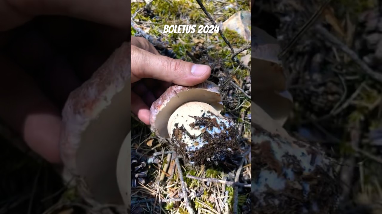 Boletus 2024🌿🍄 #setas #mushroom #funghi #porcini #micologia #nature