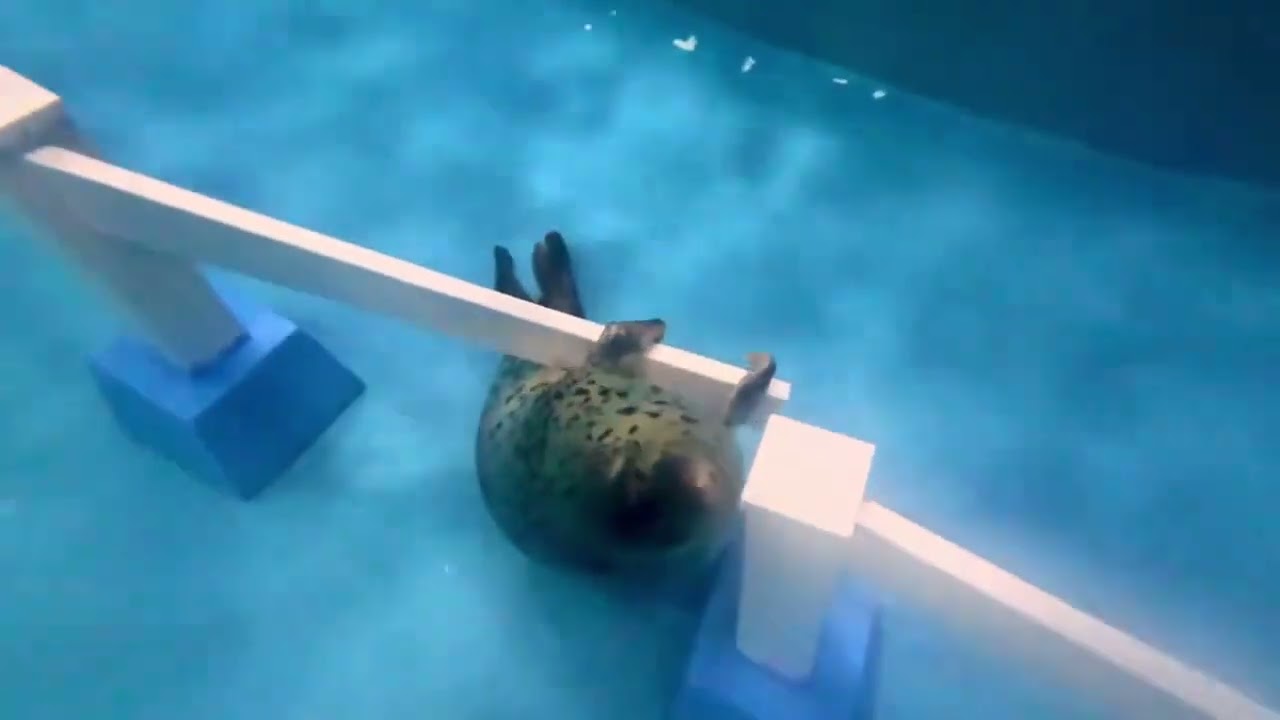 Please don t dig around everywhere#Seal#Feeling guilty#Daily vlog#Diving#Cute to the