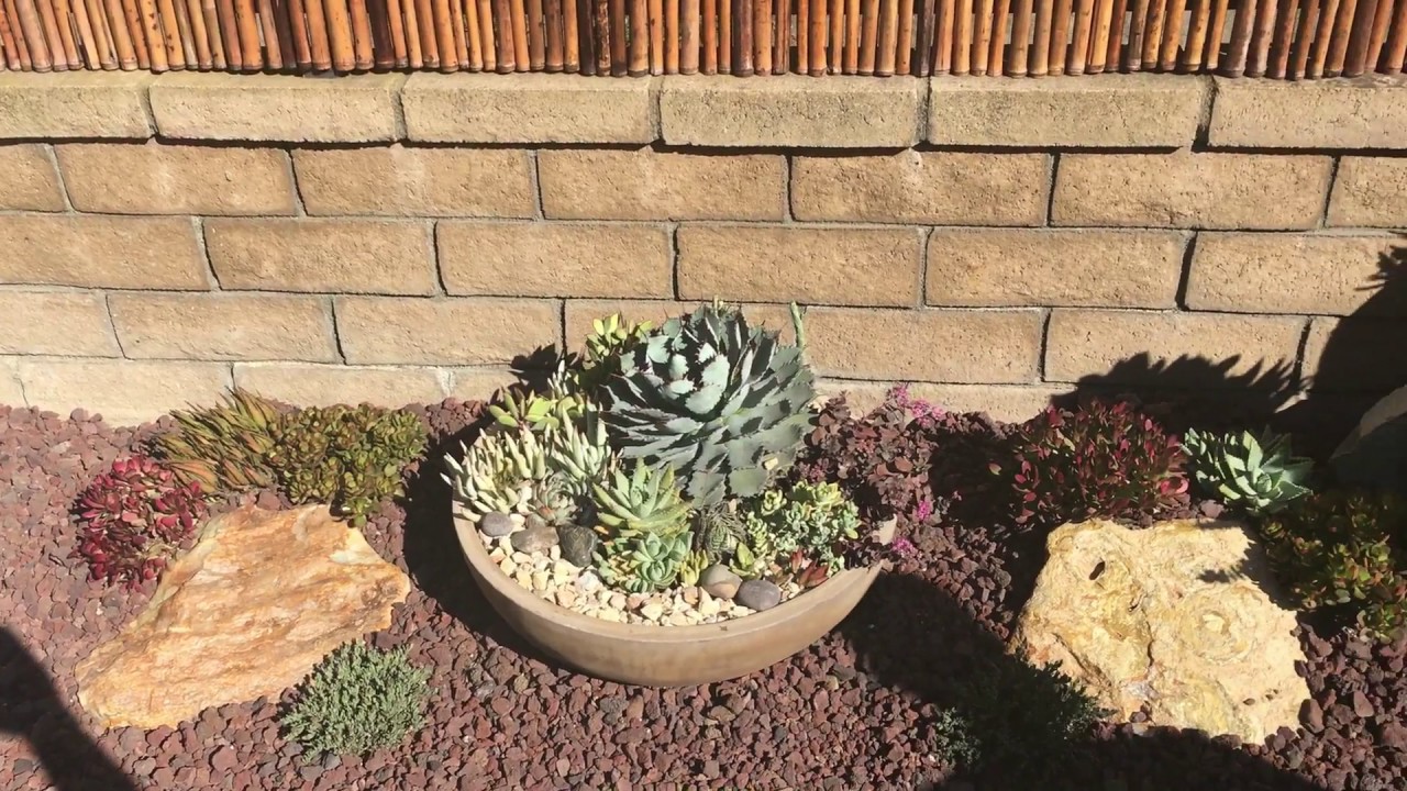 Succulent Backyard Walk Through