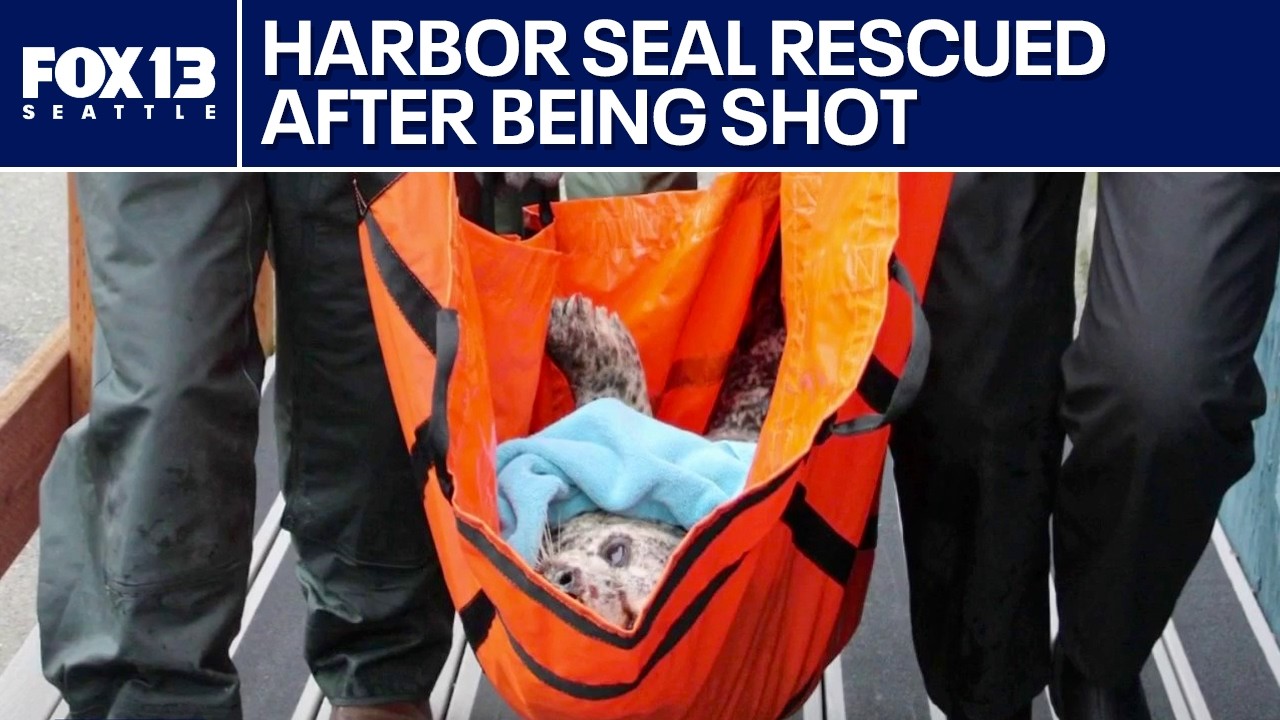Harbor seal shot in the face in Hood Canal, WA | FOX 13 Seattle