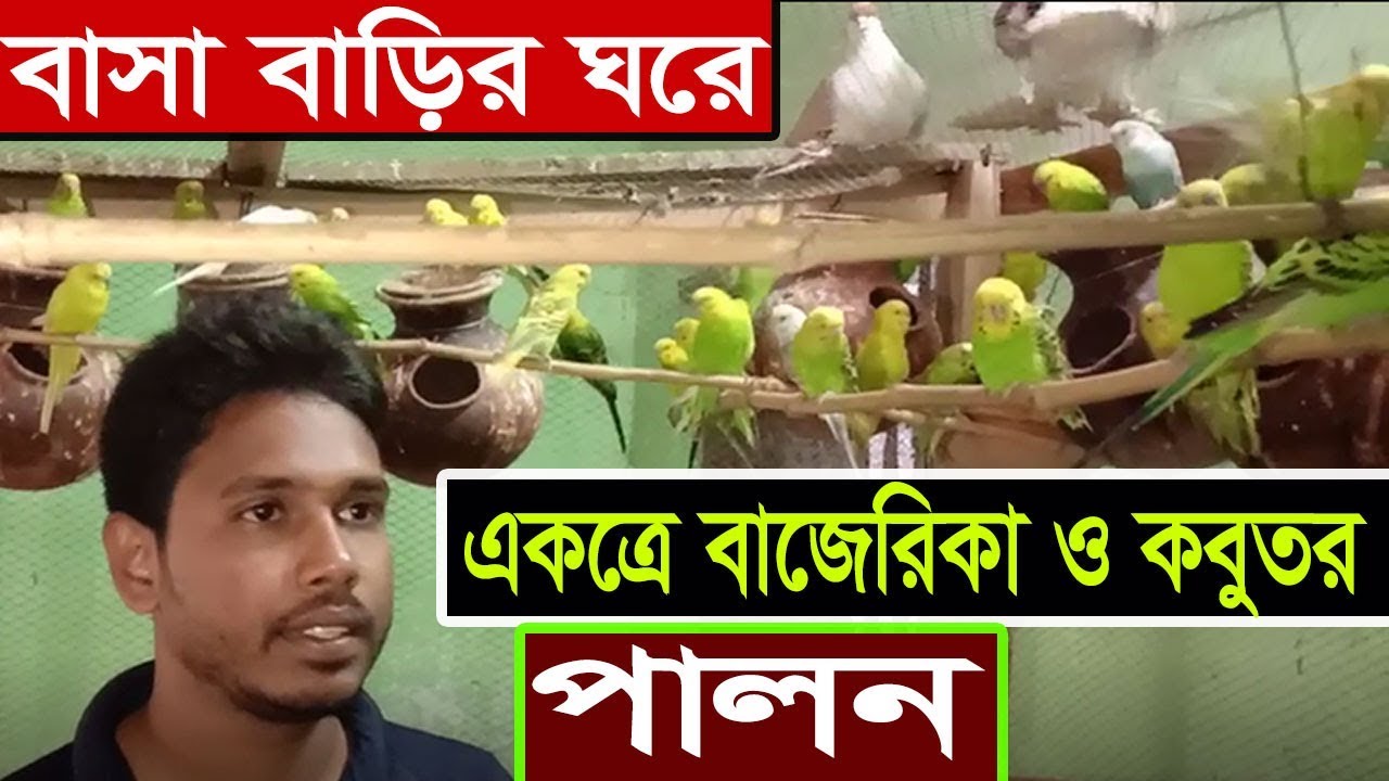 বাসা বাড়ির ঘরে অল্প খরচে একসাথে শত শত বাজেরিকা পাখি ও কবুতর পালনের দৃশ্য দেখুন । বাজরিগার পাখি পালন