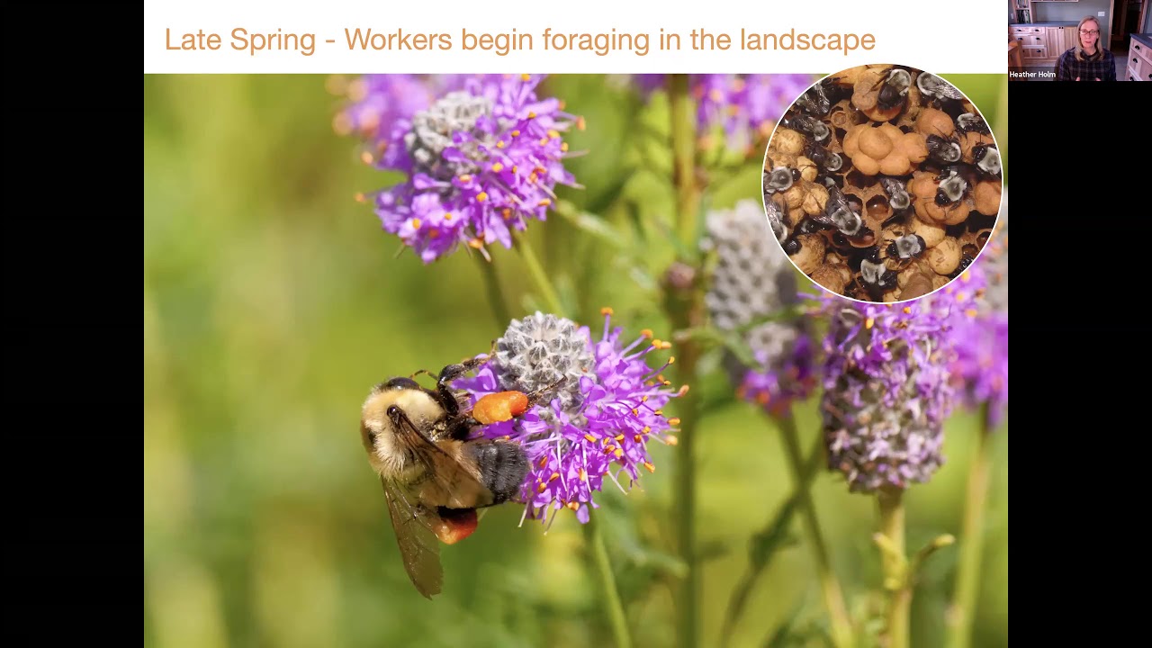 Heather Holm, Creating Enhancing Native Bee Habitat in Your Garden