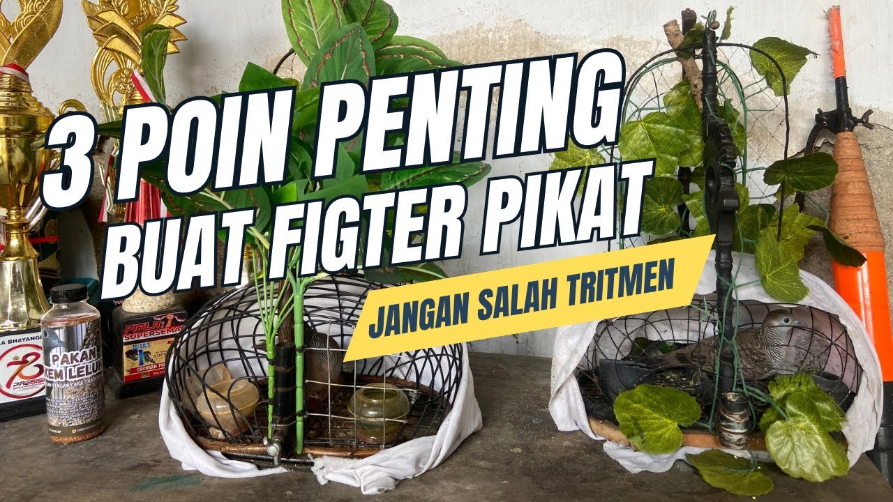 CARA MENCETAK FIGTER PIKAT PERKUTUT LOKAL ALAM ‼️ ADA TRITMEN KHUSUS AGAR BURUNG MAU GACOR ⁉️