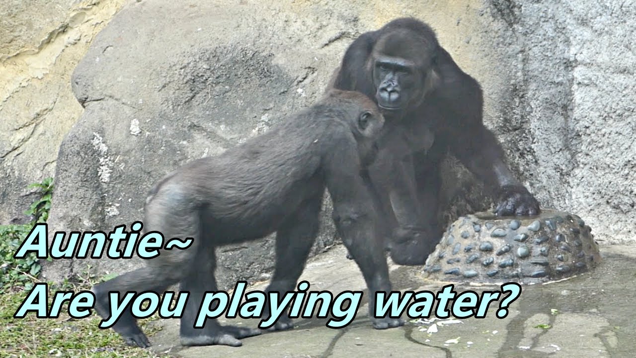 Gorilla Iriki. Tayari and Jabali played water / Iriki. Tayari 跟小J玩水