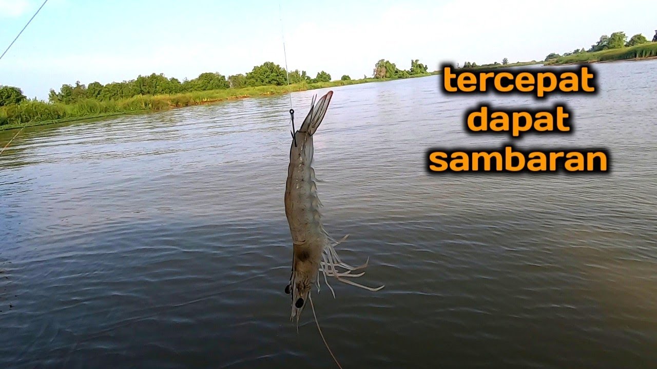 settingan paling ampuh mancing kakap putih muara!! hitungan detik strike