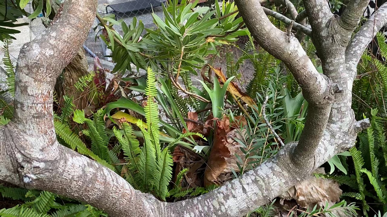 Common wasp nest.2_25.04.2020