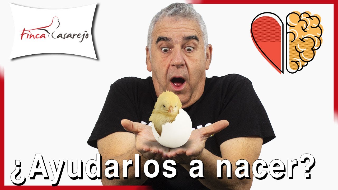 &iquest;Debemos AYUDAR a los POLLITOS a salir del huevo? 🐣