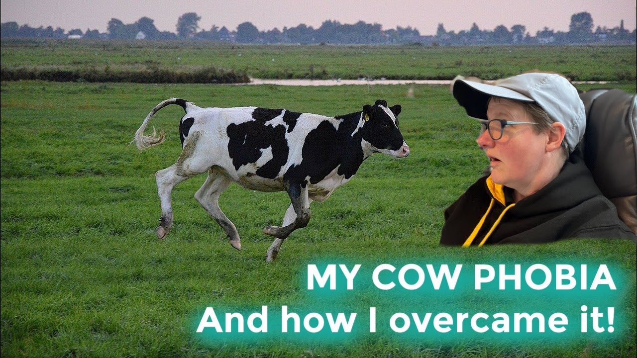 ED SLOT - HOW TO DEAL WITH COWS WHEN HIKING | Bovinophobia