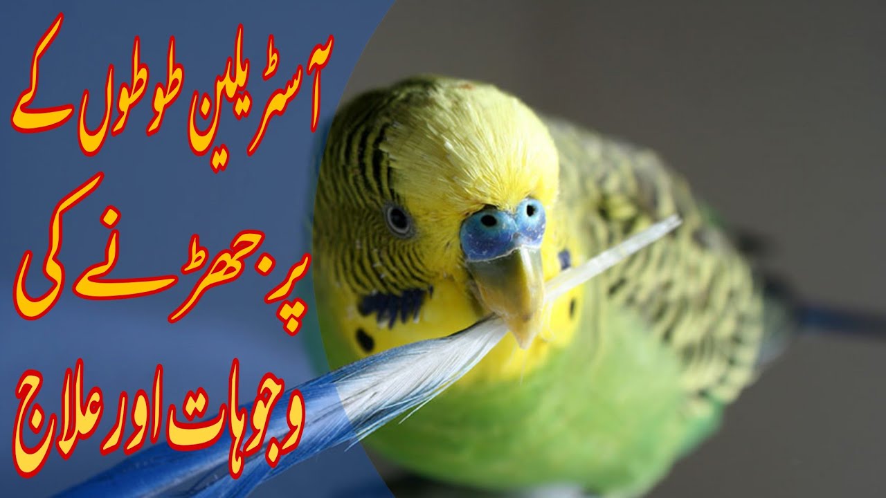 Budgies Feather Plucking  | Feather Falling Or Plucking Of Australian Parrots Reasons With Solutions
