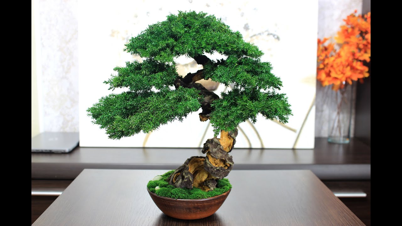 Preserved mini Bonsai Tree - simply the best decor for your interior! 15,35