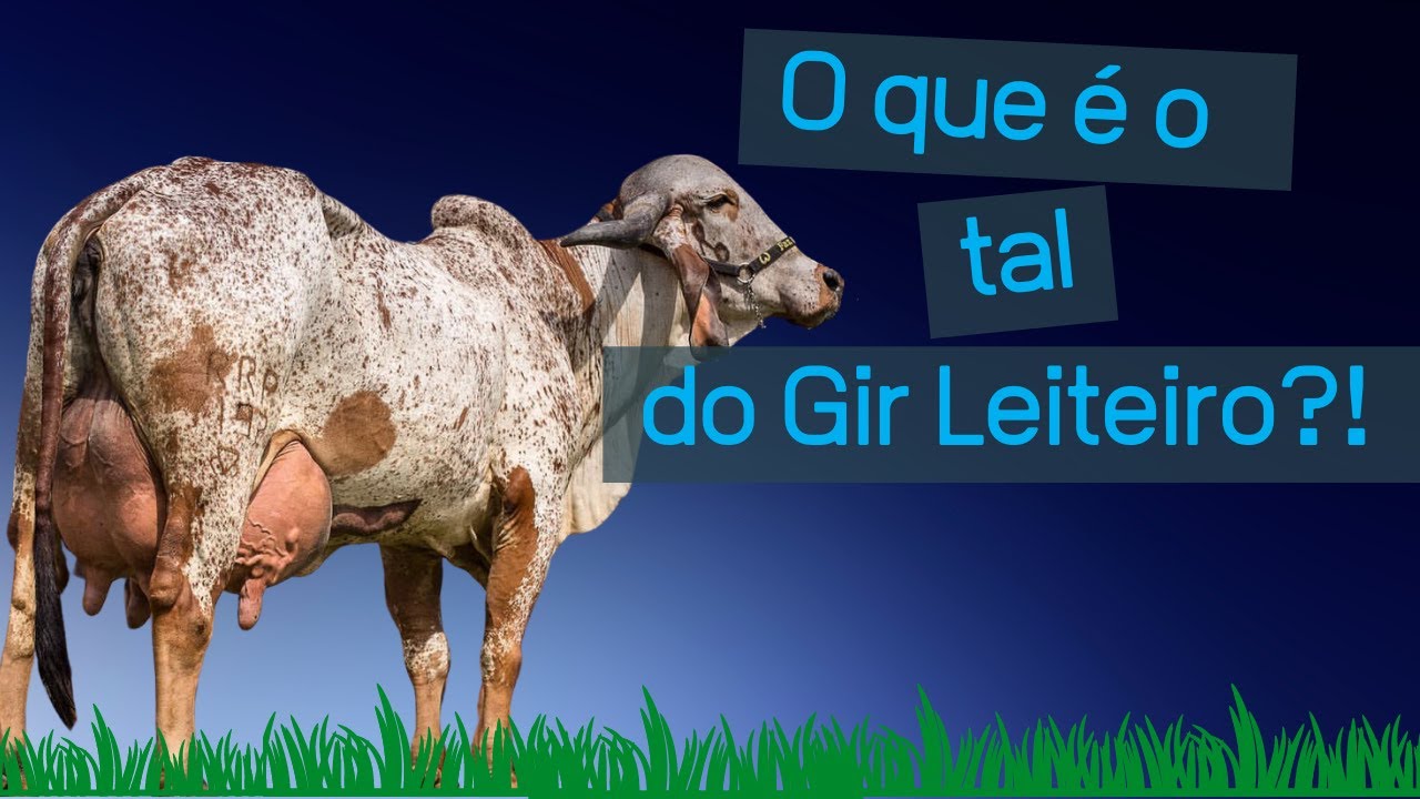 GIR LEITEIRO: aprenda a diferença entre Gir Leiteiro e Gir Dupla Aptidão