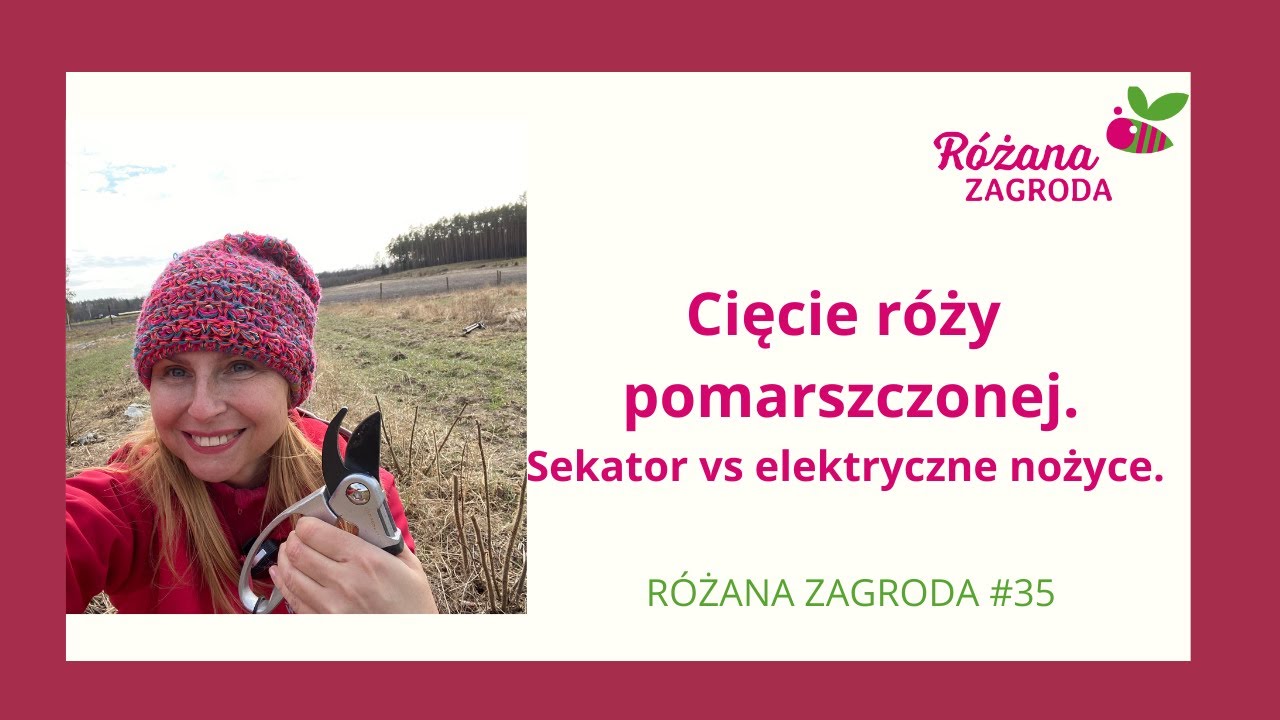 Cięcie Róży Pomarszczonej. Sekator czy elektryczne nożyce.                 @RozanaZagroda odc.35