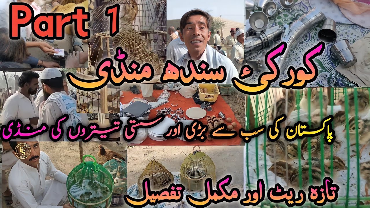 Kala Teetar ki Mandi black francolin Market Birds and pets Mandi in Korki Sindh