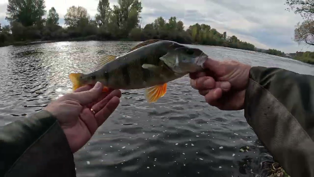 Pêche de perche et chevesne à la cuiller en Loire
