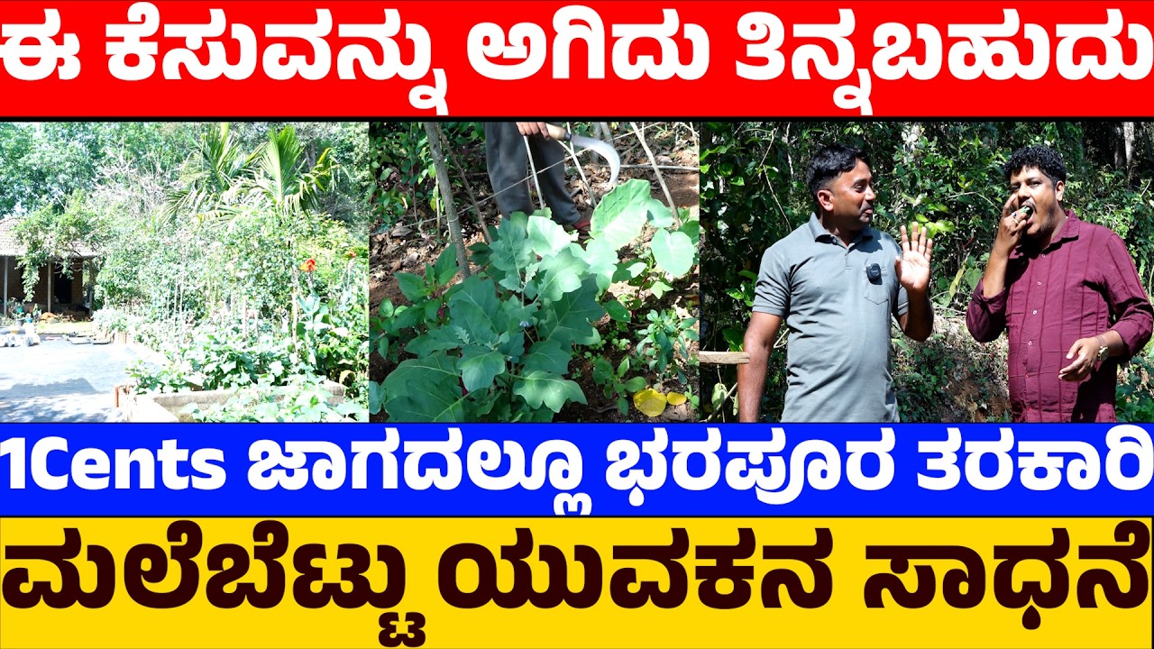 ಈ ಕೆಸುವನ್ನು ಅಗಿದು ತಿನ್ನಬಹುದು|1Cents ಜಾಗದಲ್ಲೂ ಭರಪೂರ ತರಕಾರಿ|ಮಲೆಬೆಟ್ಟು ಯುವಕನ ಸಾಧನೆ|