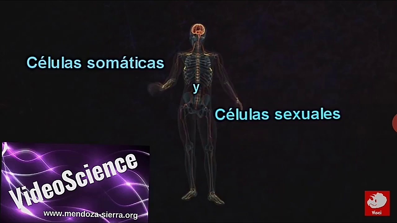 C&eacute;lulas somaticas