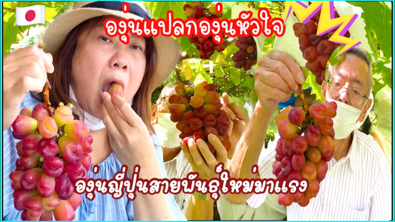 องุ่นแปลกองุ่นหัวใจ องุ่นญี่ปุ่นสายพันธุ์ใหม่มาแรง หวาน กรอบ[องุ่น”ยามานาชิ อาณาจักรแห่งผลไม้ญี่ปุ่น