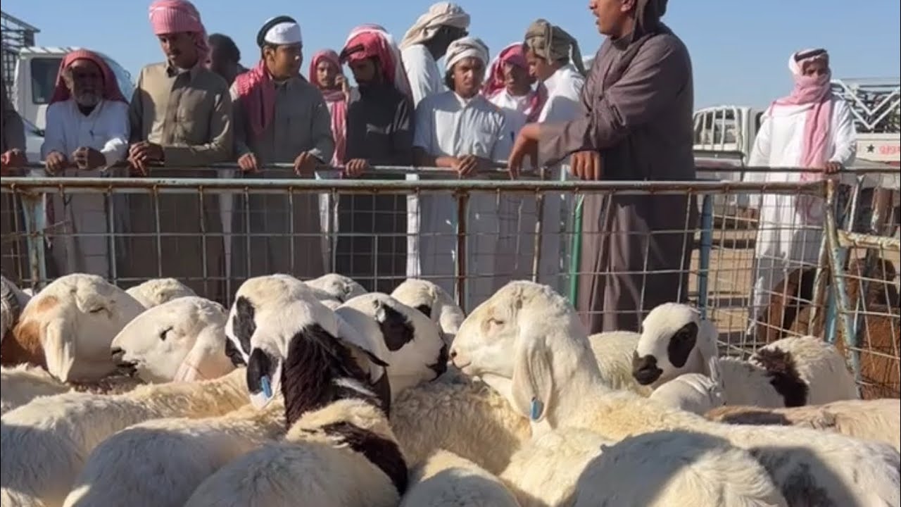 تغطيه سوق الاحد بعد الظهر بالقرشيات شمال الطايف ١٤٤٧/٨/٢٠هـ