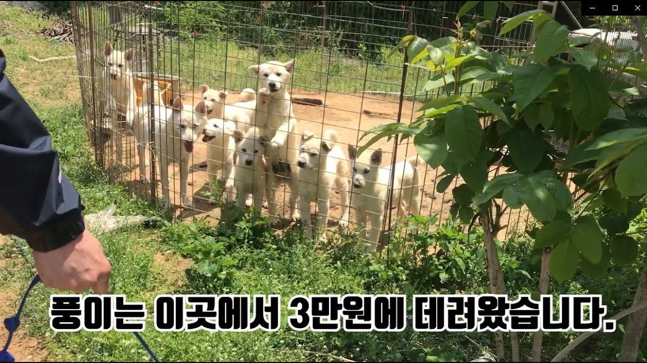 강아지 구조해서 해외입양 보냈습니다. (감동눈물주의!!!)   진돗개 / 풍산개/ 개농장 /개고기 반대/ 개인구조 / 유기견 / 강아지 입양 / Rescued Jindo Dog