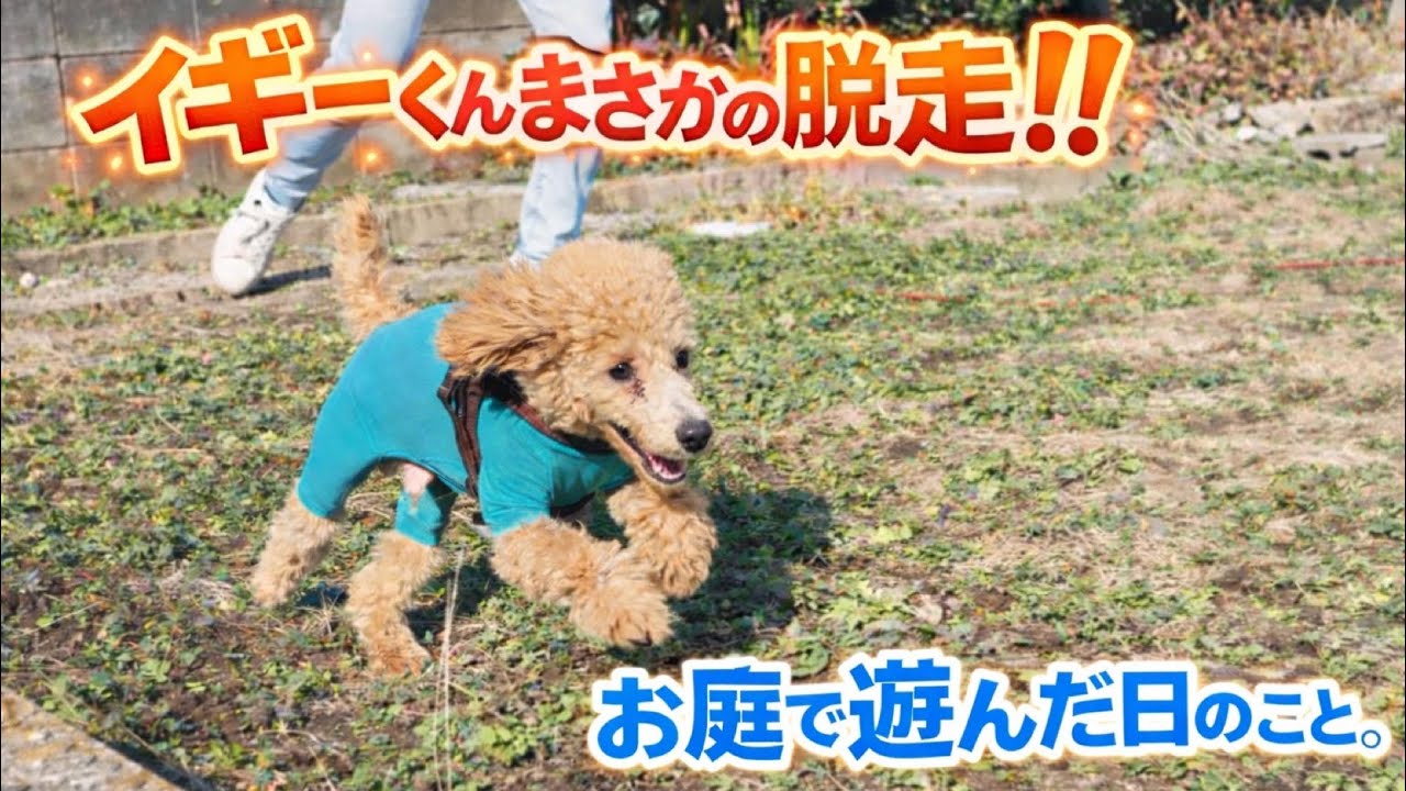 まさかの脱走！！お庭で遊んだ日のこと。