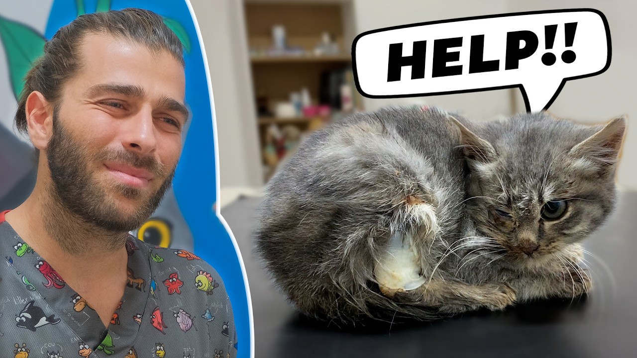 MİNİK BEDENİ HASTALIKLARLA SAVAŞIYOR! (Hasta Yavru Sokak Kedisini İyileştirmek!)