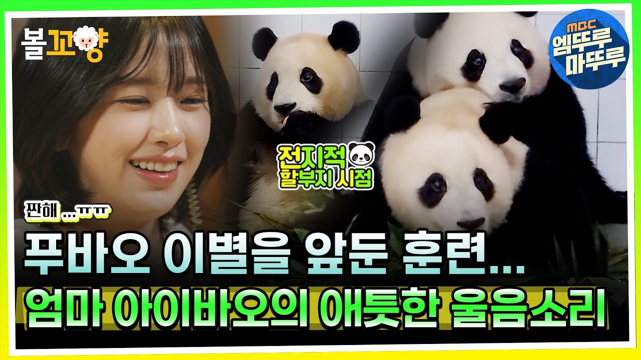 [#다큐플렉스] 푸바오 이별을 앞둔 훈련... 엄마 아이바오의 애틋한 울음소리 -1회 4편- #엠뚜루마뚜루 #볼꼬양 MBC231225방송
