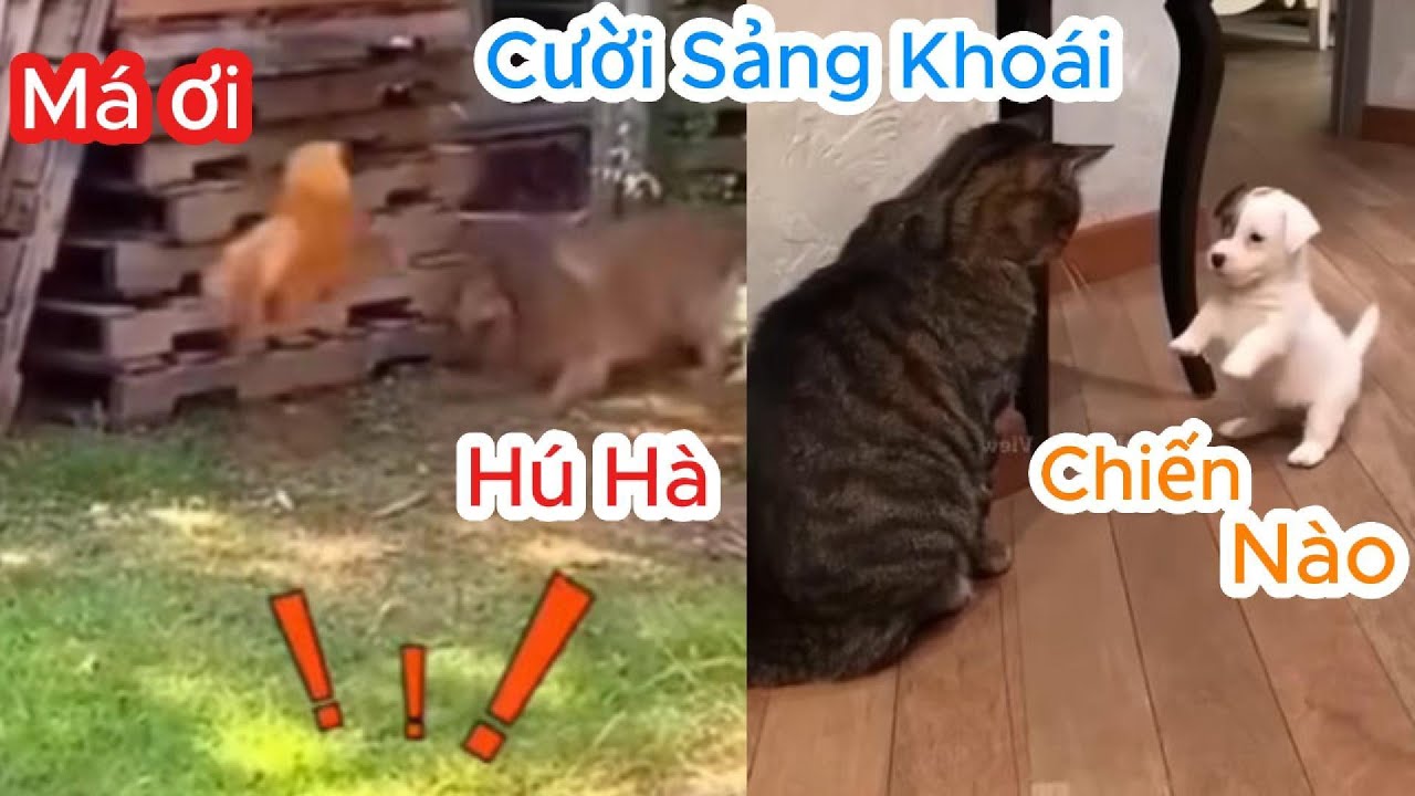 Những tình huống hài hước về thú cưng khiến bạn không thể nhịn cười -  Mèo, Chó, Động Vật, Phần 6