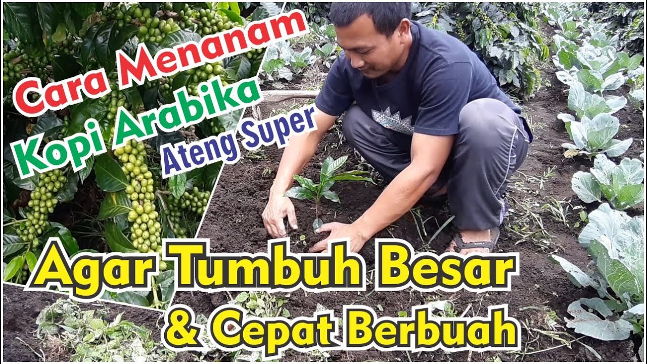 Cara Penanaman Kopi arabika Gayo Ateng Super Cepat Berbuah #Kopigayo