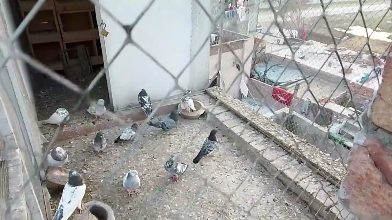 Sab kabutro ki per pathi ksr di new baby pigeon b chody|| Salman pigeon YouTube channel 