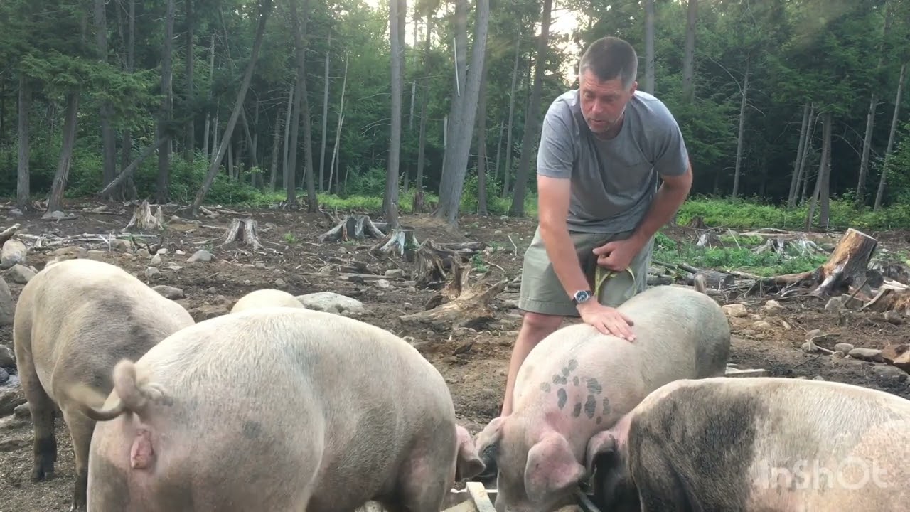 Weighing a Live Pig