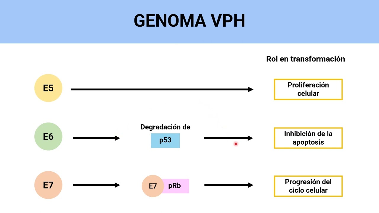 Virus del papiloma y carcinogénesis