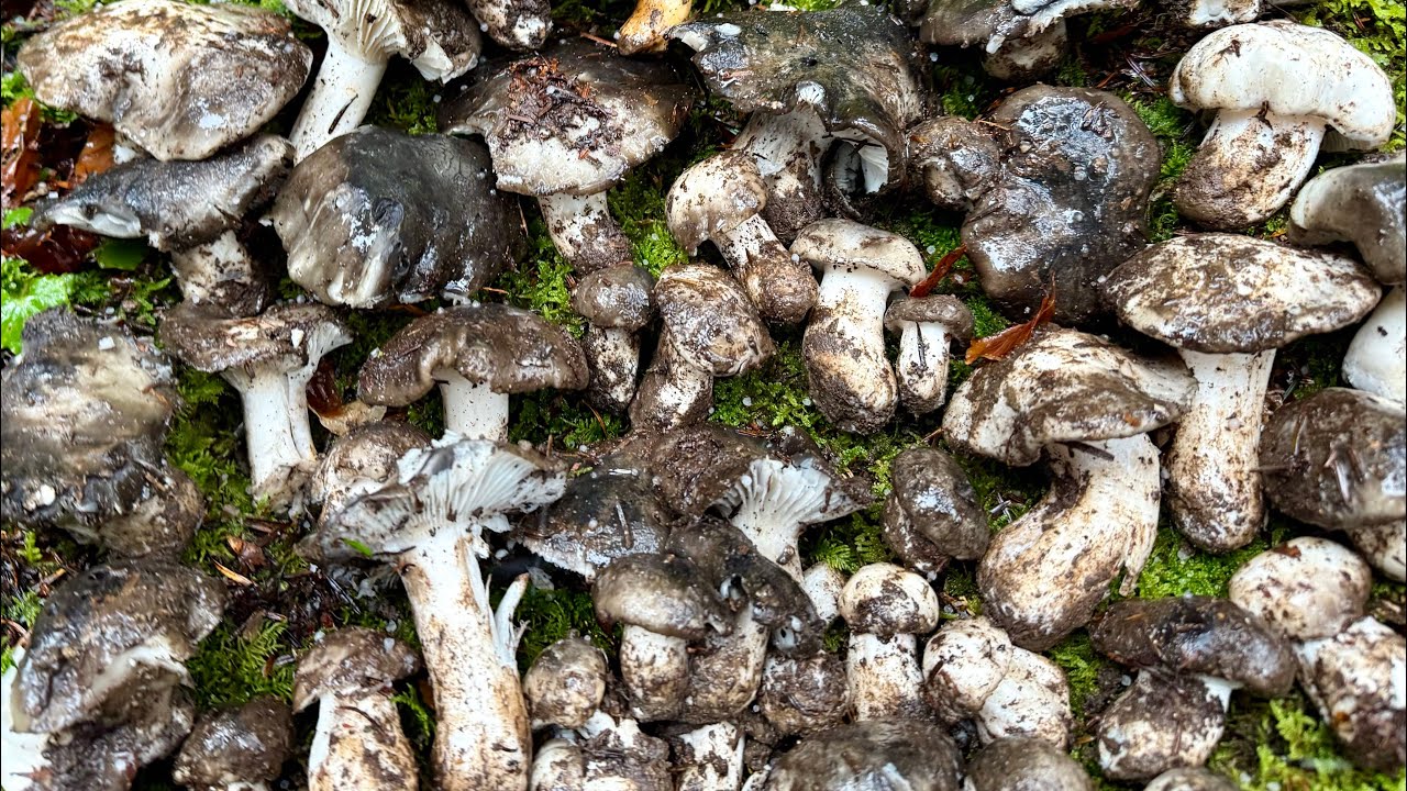 0️⃣1️⃣3️⃣ 2026-02-07 FUNGHI PORCINI CHE PASSIONE 🍄 #013