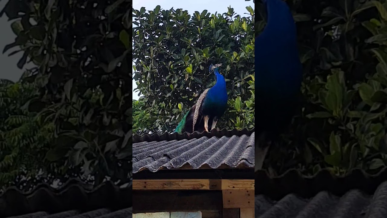 Grito do Pav&atilde;o🦚