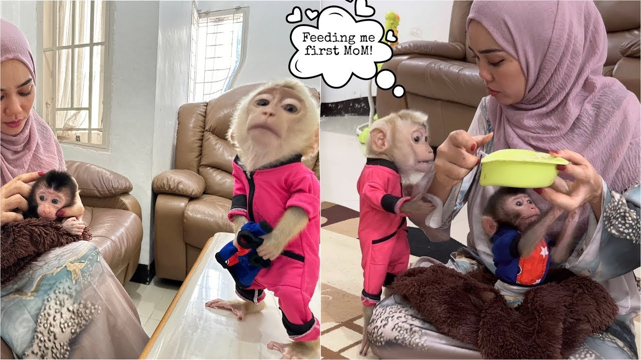 Mommy is overwhelmed feeding Newborn Baby Monkey Alpha because Monkey alpha is bothering her