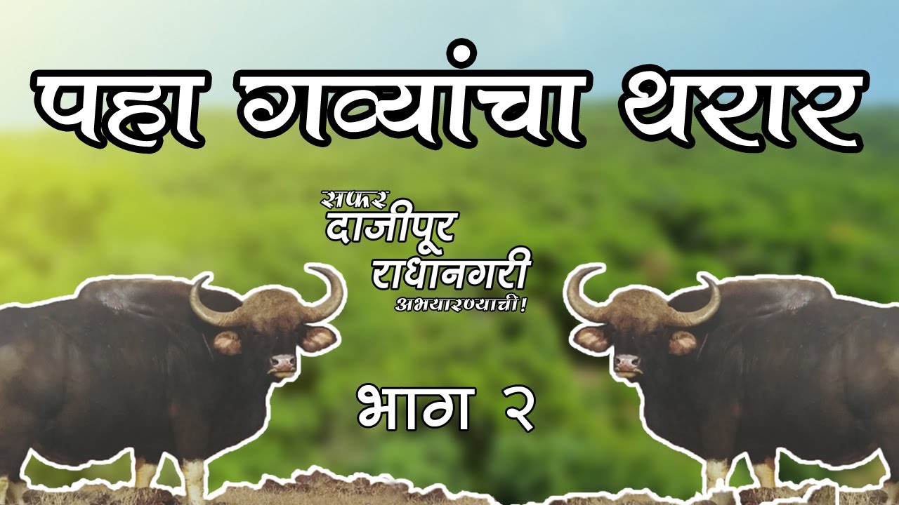 महाराष्ट्राचं वैभव दाजीपूर-राधानगरी अभयारण्य! भाग २ | Dajipur-Radhanagari