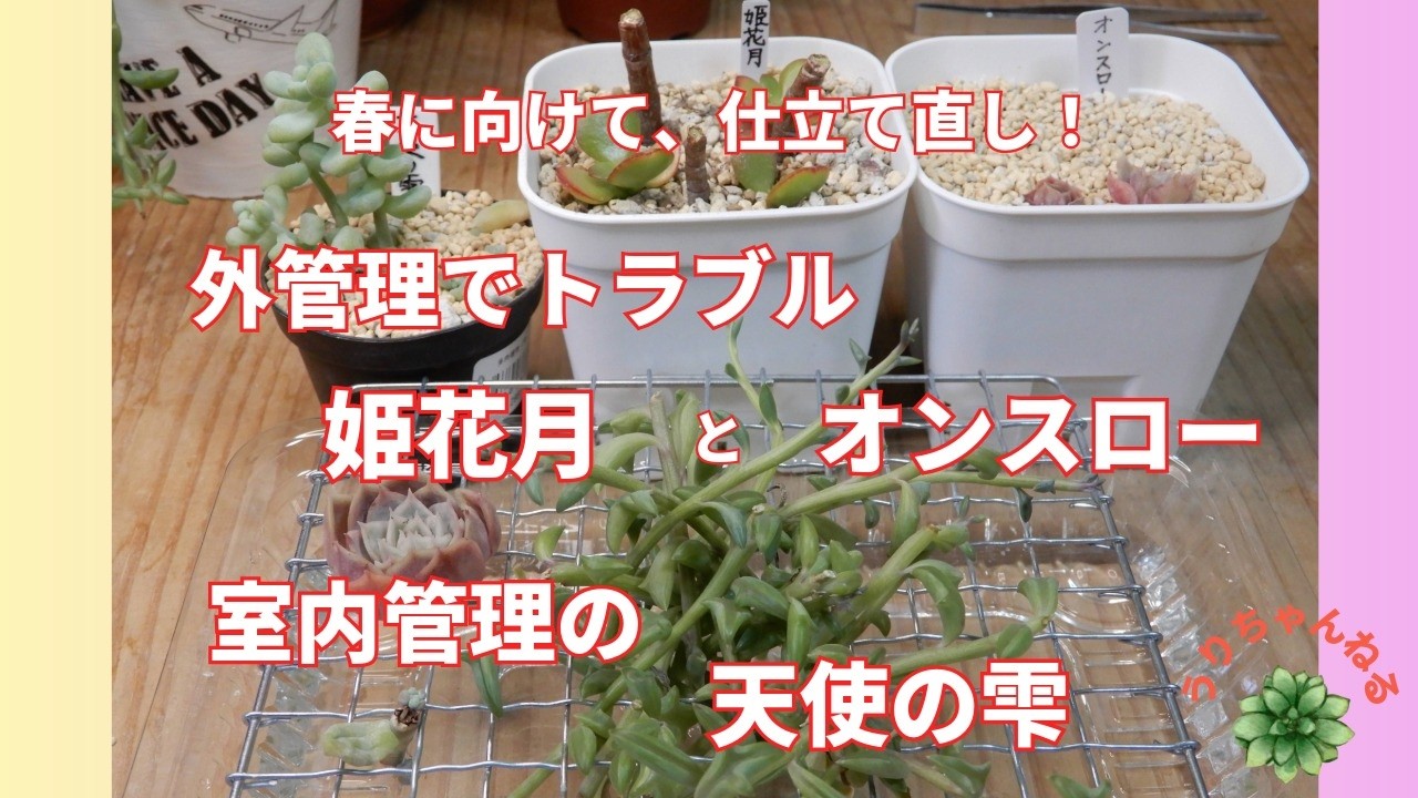 [多肉植物Ⅴlog346]外管理のトラブル姫花月とオンスローそして室内管理の天使の雫を春に向けて仕立て直しをしました😅