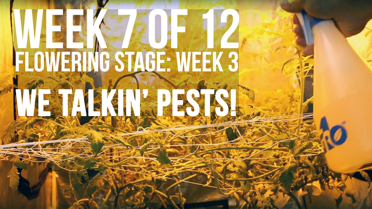 Complete Hydro Grow Tent Kit System - Week 7 Grow Journal | Dealing with Spider Mites and More...