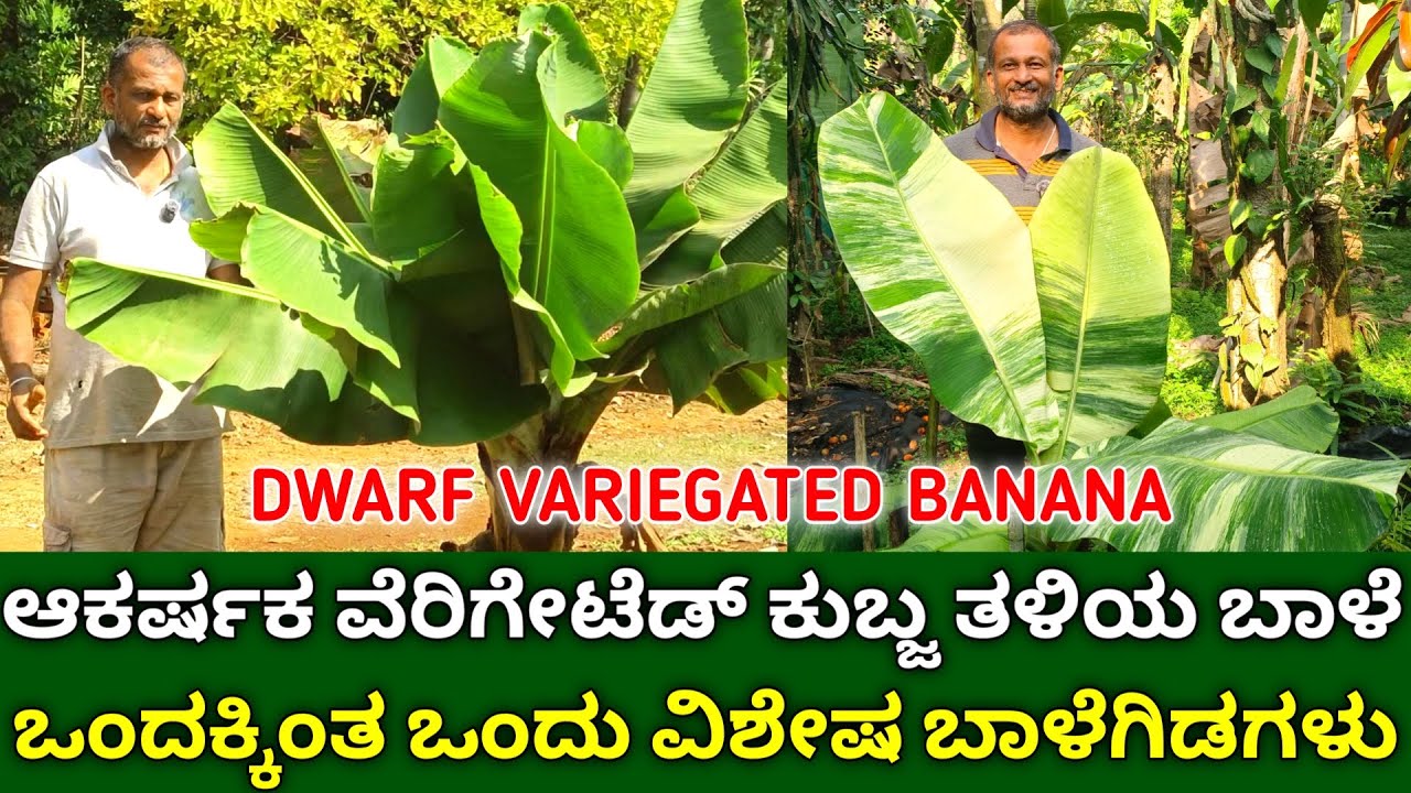 ಆಕರ್ಷಕ ವೆರಿಗೇಟೆಡ್ ಕುಬ್ಜ ತಳಿಯ ಬಾಳೆ | AMAZING Dwarf Variegated Banana Tree | Rare Variety Banana Plant