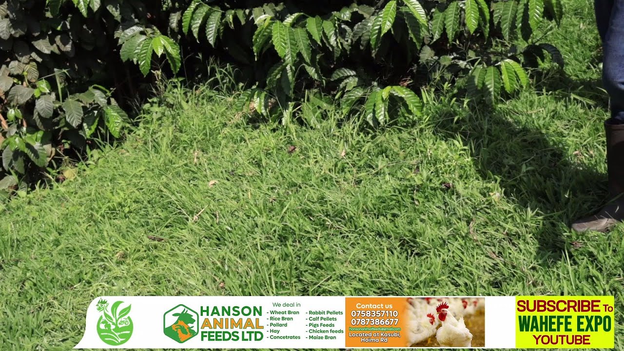 Control Weeds in your Coffee Farm by using Paspalum grass