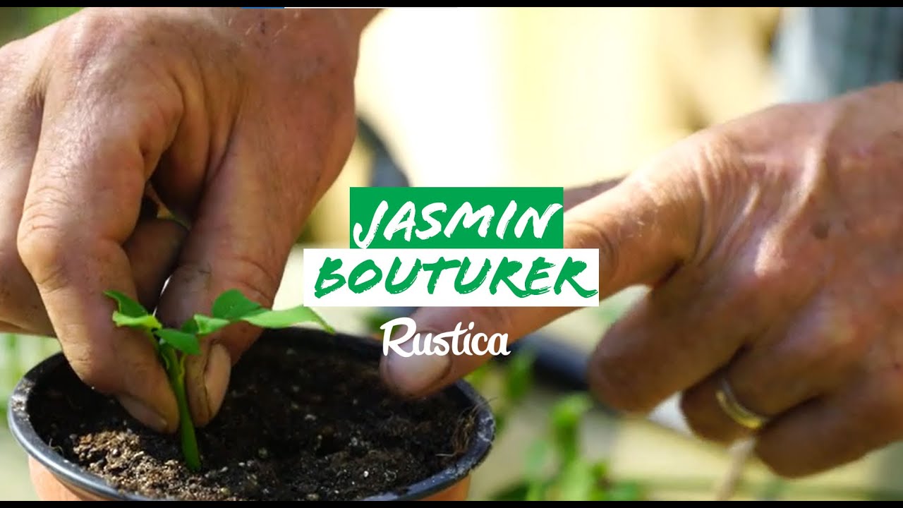 Comment bouturer le jasmin officinal