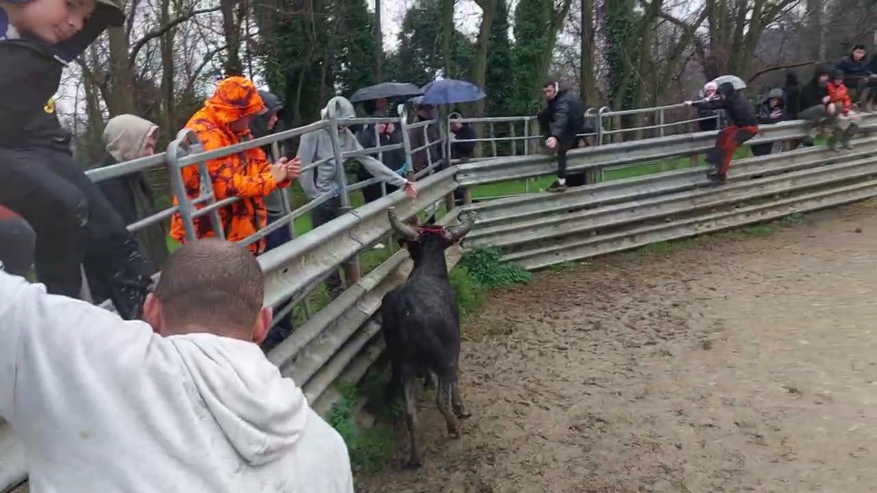 8 Février 2026 Course Au Plan Taureaux-Vaches En Pays À La Manade Des Chardons 5