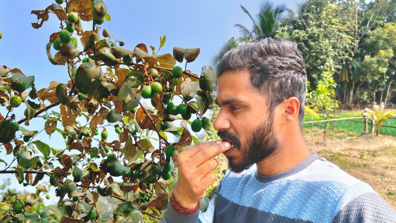 দেখো এই গাছ টাই কতো কুল হয়েছে 😲 | Our Home Garden Fruit 🍓| telling Something You Watch Full Video 
