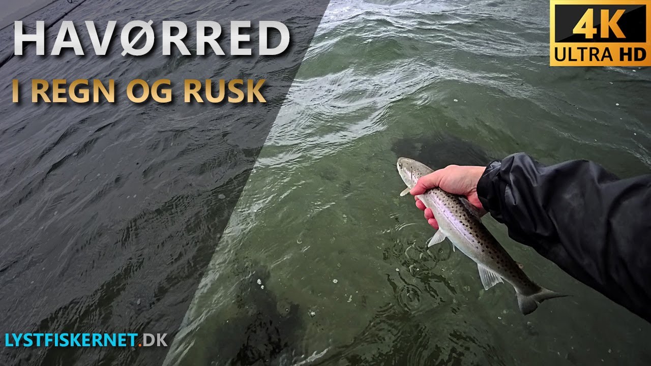 Fisketur den 29.10.2025 til Kal&oslash; Slotsruin | Hav&oslash;rredfiskeri Djursland.